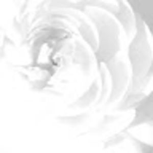 Meet your Posher, Abigail